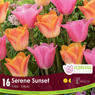 Serene Sunset Tulips