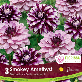 Dahlia ‘Smokey Amethyst'