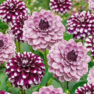 Dahlia ‘Smokey Amethyst'