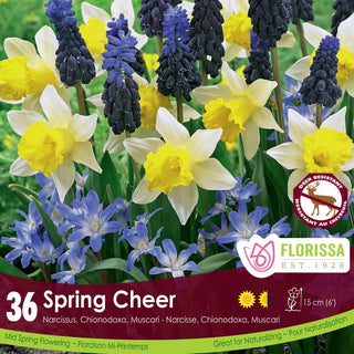 Spring Cheer Narcissus, Chionodoxa, & Muscari Mix