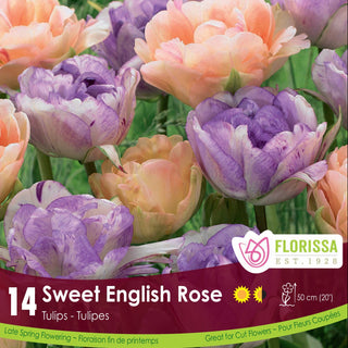 Sweet English Rose Tulips