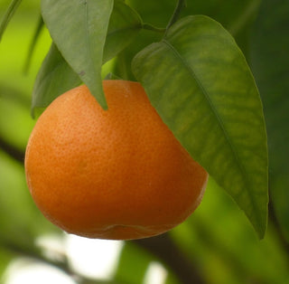 Citrus 'Calamandarin'