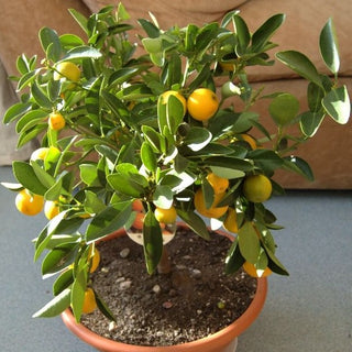 Calamondin (Citrus madurensis)