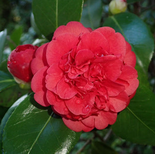 Camellia japonica ‘April Tryst’