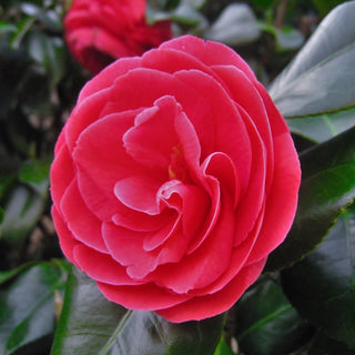 Camellia japonica ‘Arctic Rose’