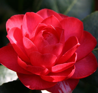 Camellia japonica ‘Colonel Firey’