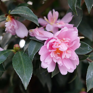 Camellia ‘Just Chill Double Pink’