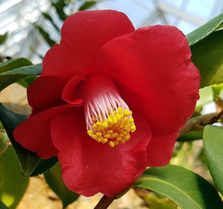 Camellia japonica ‘Korean Fire’