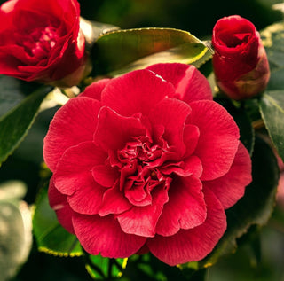 Camellia japonica ‘Kramer’s Beauty’