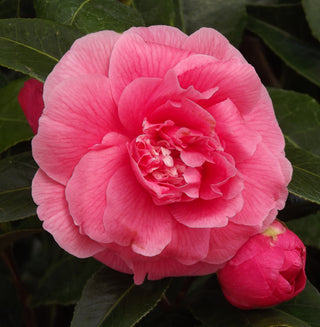 Camellia japonica ‘Kumasaka’
