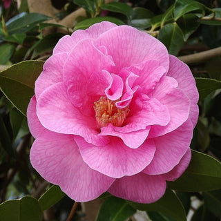 Camellia x williamsii ‘Taylor’s Perfection’
