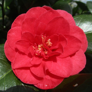 Camellia japonica ‘Turandot’