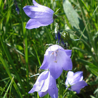 Campanula Rotundifolia