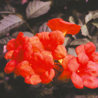 Campsis Radicans Atropurpurea