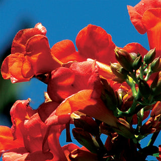 Campsis radicans Flamenco