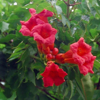 Campsis Grandiflora