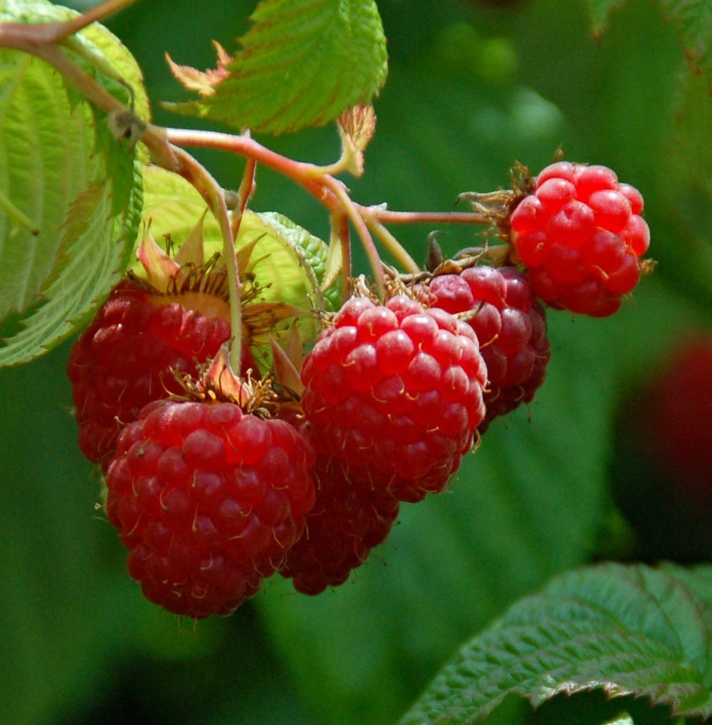 Preorder Raspberry - ‘Canby’ | Amsterdam Garden Centre
