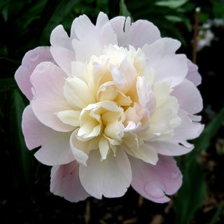 Peony ‘Catharina Fontijn’