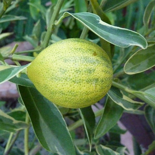 Centennial Variegated Kumquat (Fortunella margarita ‘Centennial’)