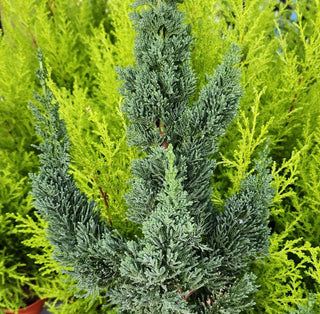 Chamaecyparis lawsoniana ‘Golden Wissel Saguaro’