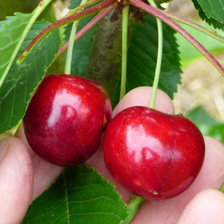 Cherry - Prunus avium ‘Compact Stella’