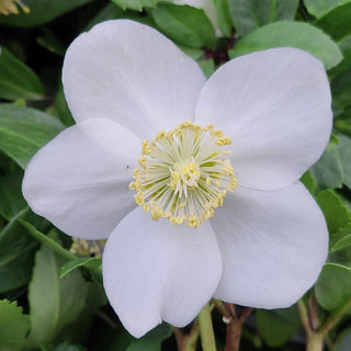 Hellebore ‘Christmas Carol’
