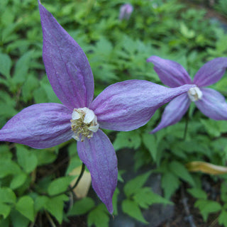 Clematis Occidentalis