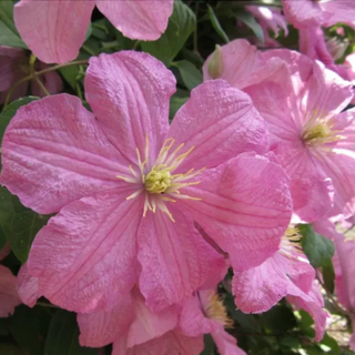 Clematis Comtesse de Bouchaud