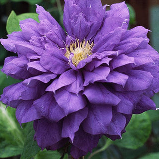 Clematis Franziska Maria