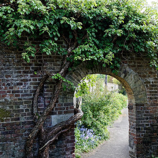 Climbing Hydrangea