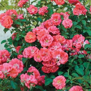 Bouquet of pink flowers with green leaves