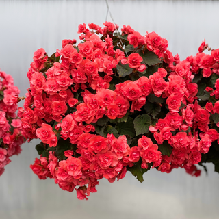 Coral Solenia Begonia Moss Hanging Basket