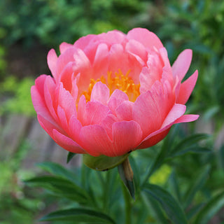 Peony Coral Sunset