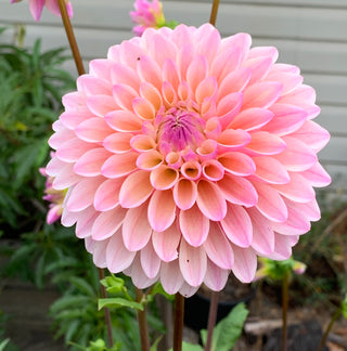 Dahlia 'Coralie'