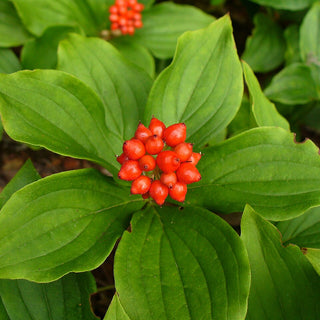 Cornus Canadensis Nelix