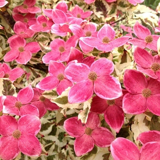 Dogwood akatsuki