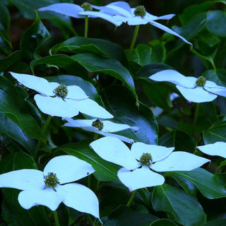 Dogwood Blue Ray