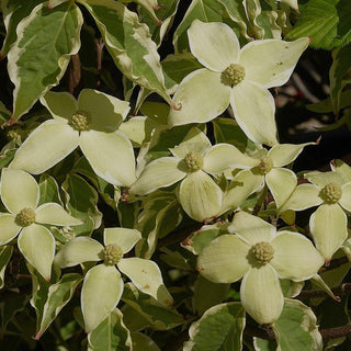 Dogwood Samaritan