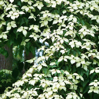 Dogwood Snow Tower