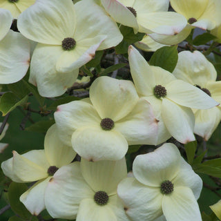 Dogwood Starlight