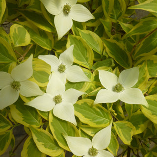 Dogwood Summer Gold