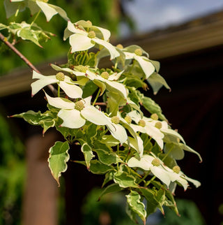 Dogwood ‘Wolf Eyes’