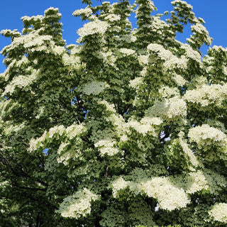 Cornus kousa var. chinensis