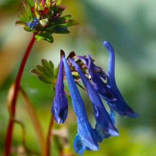 Corydalis Calycoas