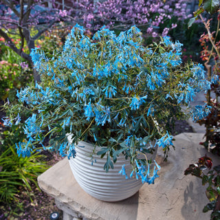 Corydalis Flexuosa Porcelain Blue