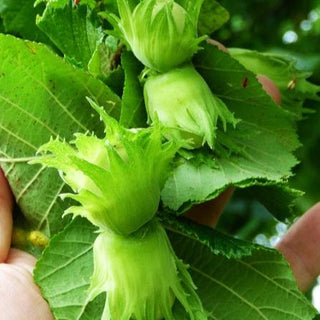 Hazelnut - Corylus avellana ‘Wepster’