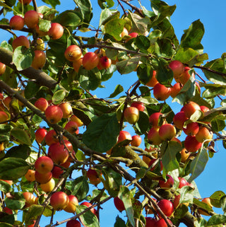 Apple - Malus pumila ‘Whitney’