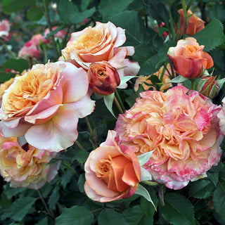 Rose ‘Sunbelt Crazy Love’