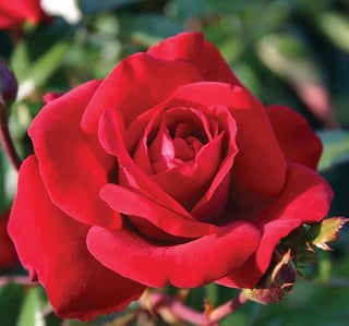 Rose ‘Crimson Bouquet’