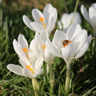 Crocus ‘Snowstorm’